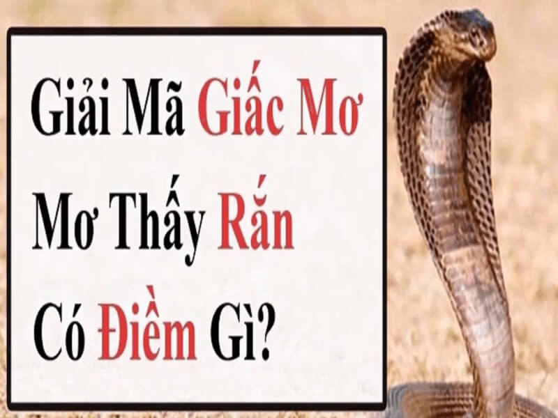 Ý nghĩa của rắn trong cuộc sống đời thường 